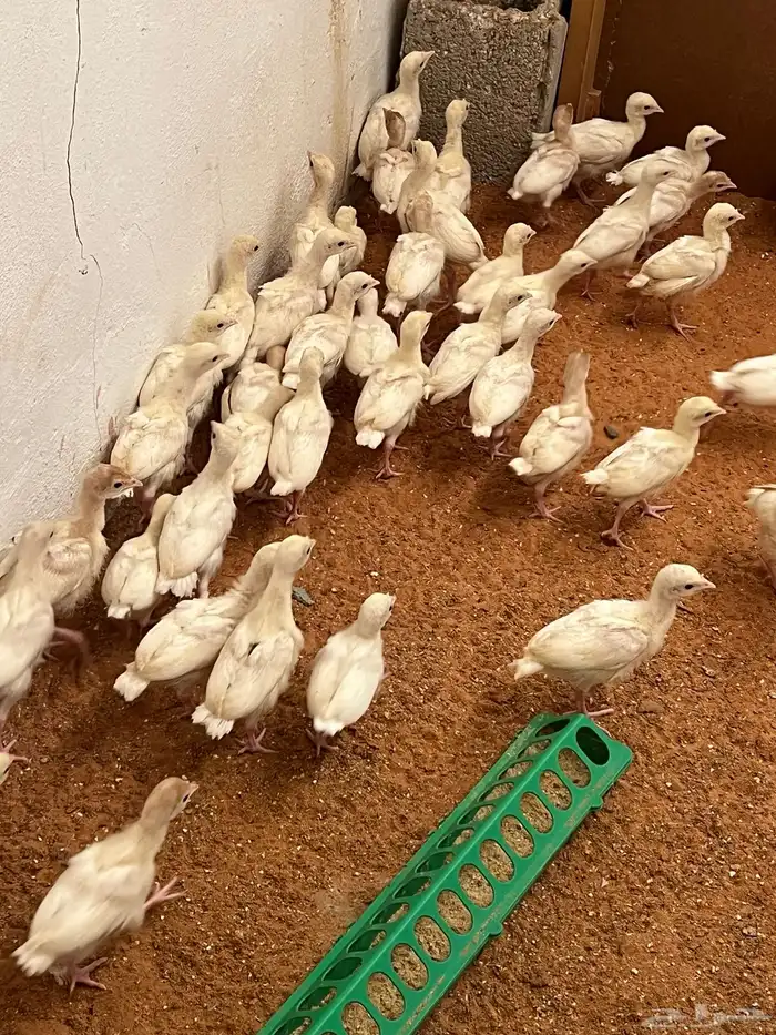 صوص رومي عمر 22 يوم ابيض 3