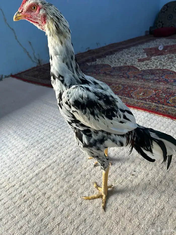 دجاج (باكستاني ) سندي 4