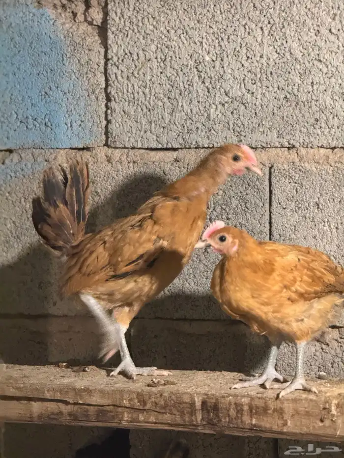 صوص بلدي فااخر 0