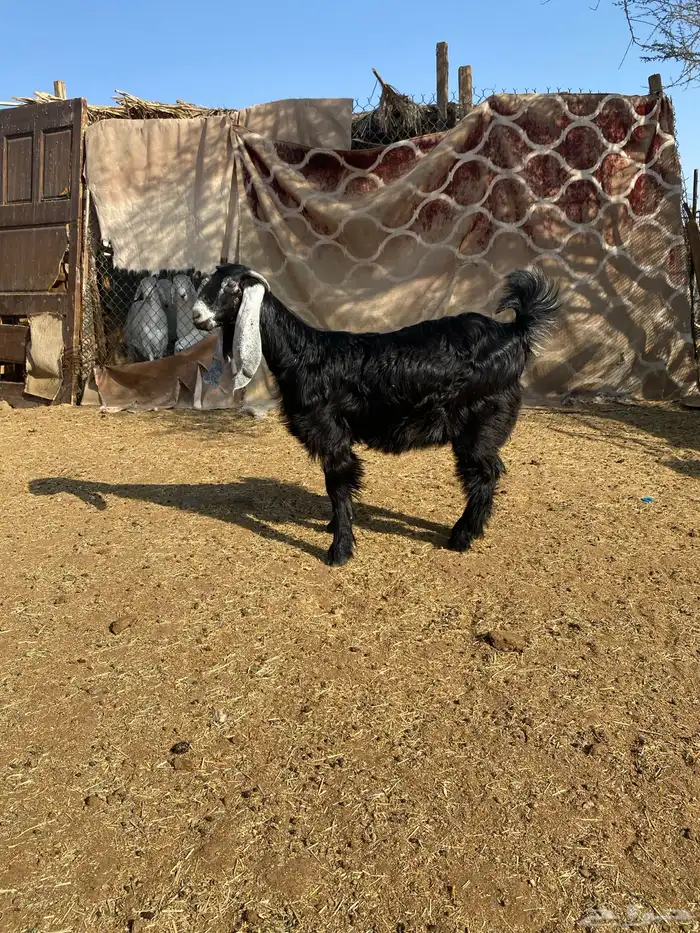 جفرة عارضية 0