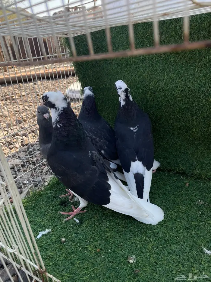 حمام قطيفي طبات هجرسي و نمشي و ازرق مذيلات 4