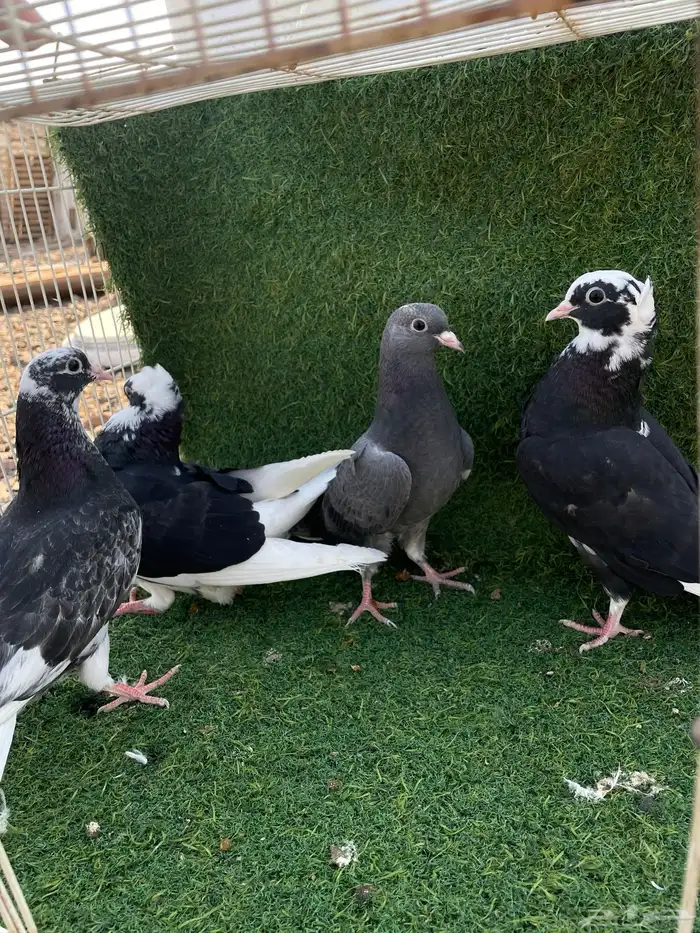 حمام قطيفي طبات هجرسي و نمشي و ازرق مذيلات 0