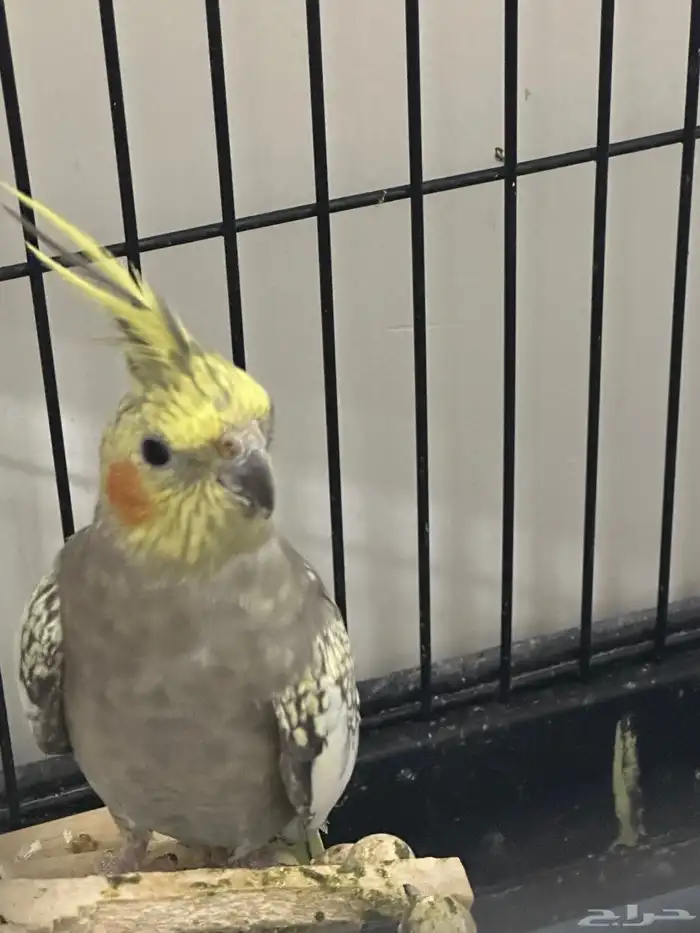 زوج كروان منجب 2