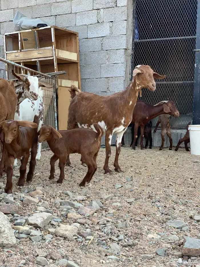 معزا محايليه خلفات وحليب وافر 2