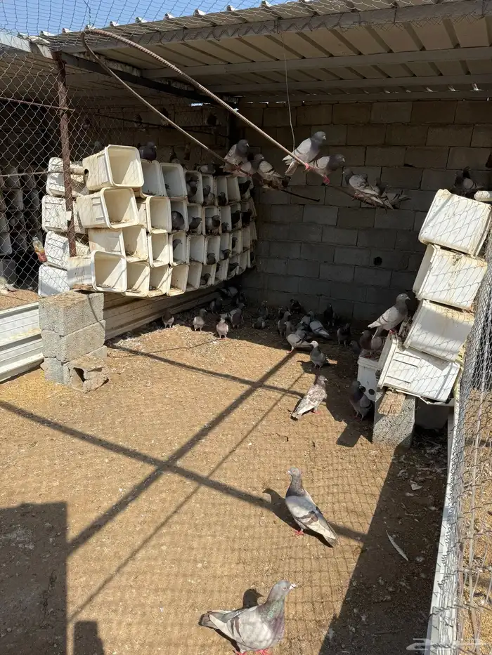 حمام فرنسي سلفر 6