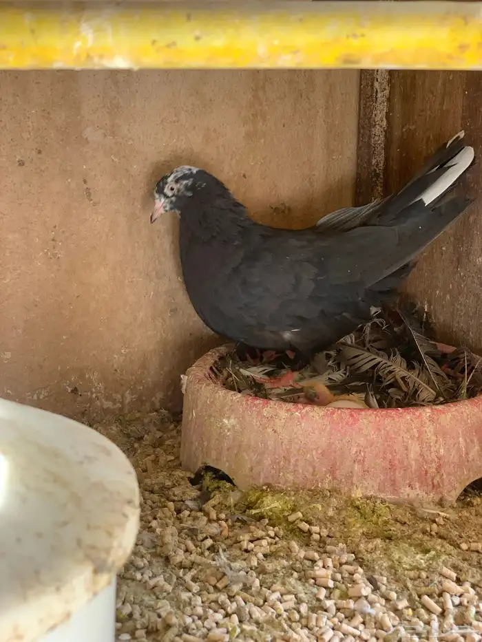 حمام قطايف 32