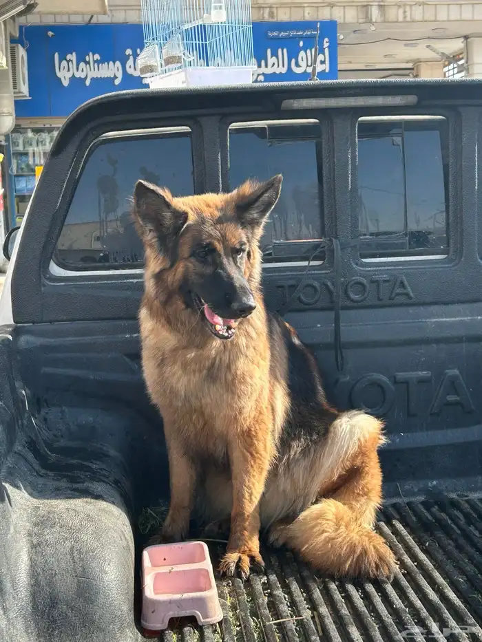 جيرمن شولاين حراسه 9