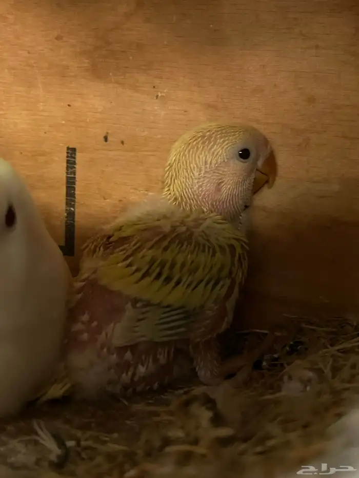 فرخ روز للبيع 0