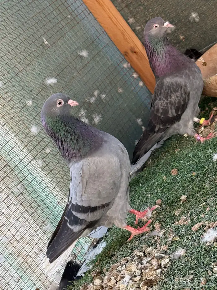 للبيع جوز قطايف تب وهذا فديو مطير الانثي 1