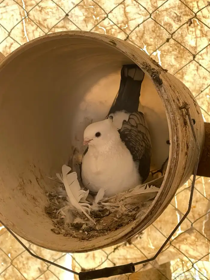 حمام حب رمان 4