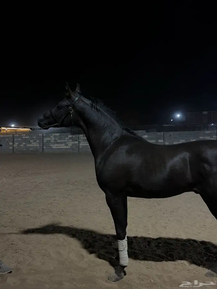 مهر ادهم واهو جمال 1