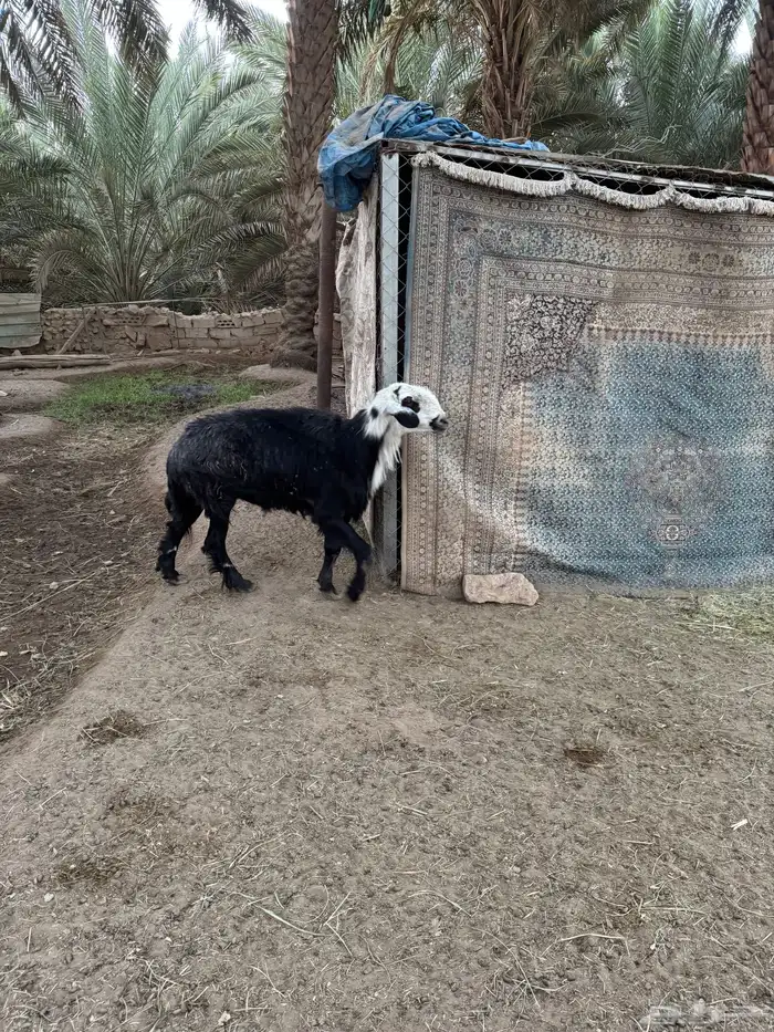 فحل نجدي تام 1