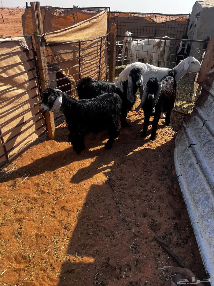 للبيع ثلاث جفرات شكر على حد الغلاق 9