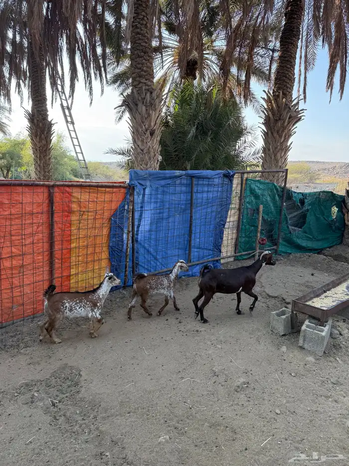 عنز خلفه تحتها 2 تيوس 3