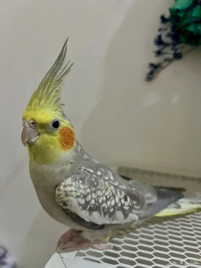 طائر كوكتيل فراشة اليف للبيع 0