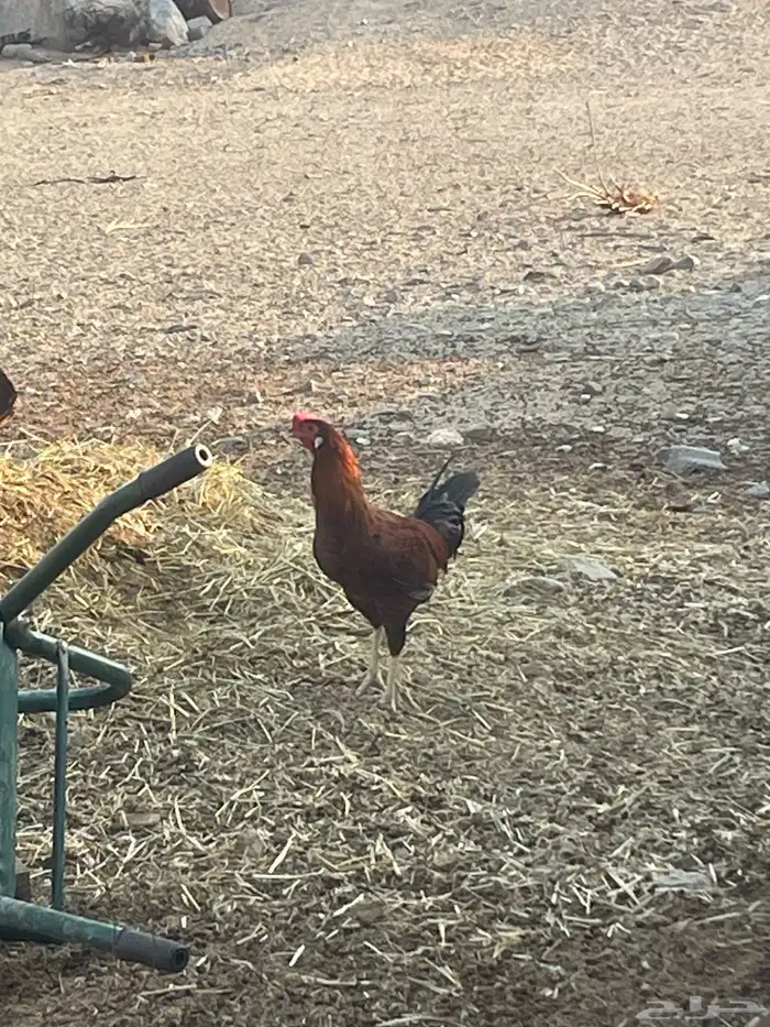 ديك باكستاني وحمام 7