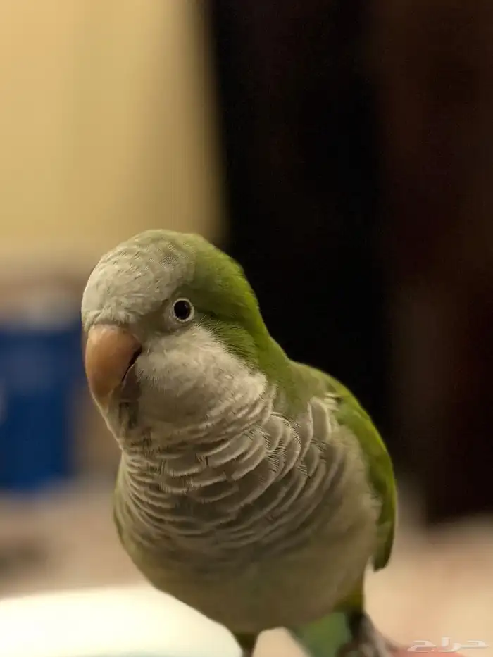 ببغاء كويكر متكلم اخضر للبيع 1