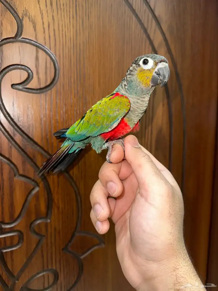 كنيور كريمسون اليف ومتكلم 0