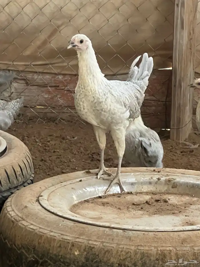 دجاج فيومي المنيوم العمر من خمس اشهر الى سته للمربين فقط 0
