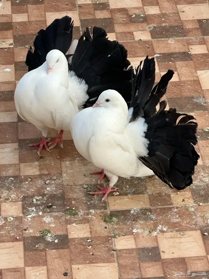 زوج رقاص هولندي مذيل 2