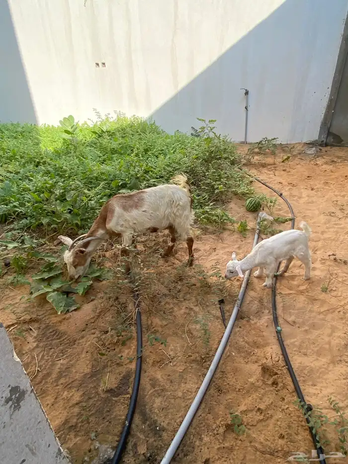 بيع غمر مع رخله 0