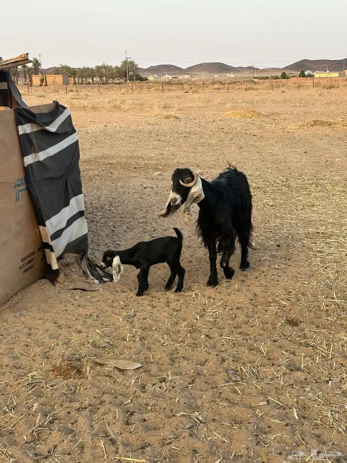 خلفه عنز للبيع 0