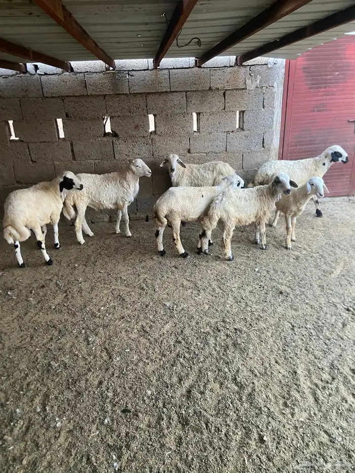 خرفان ذكور 1