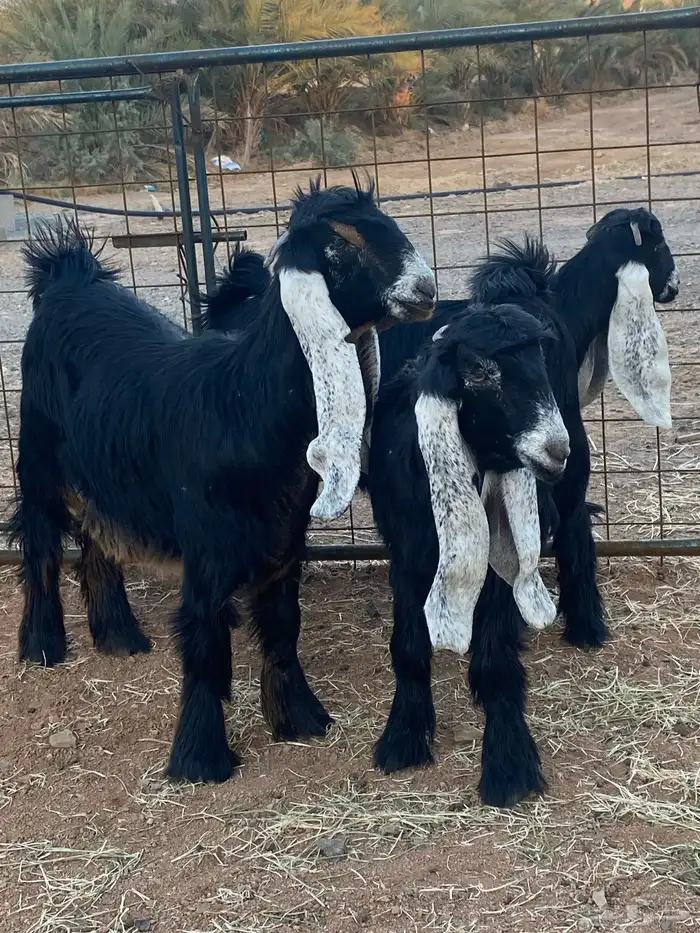 معزا عوارض جفار صنف تمم البيع 24