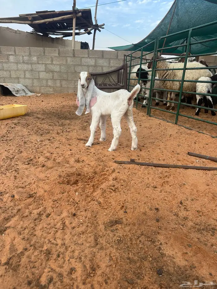 جفره داغور هولنديه 3