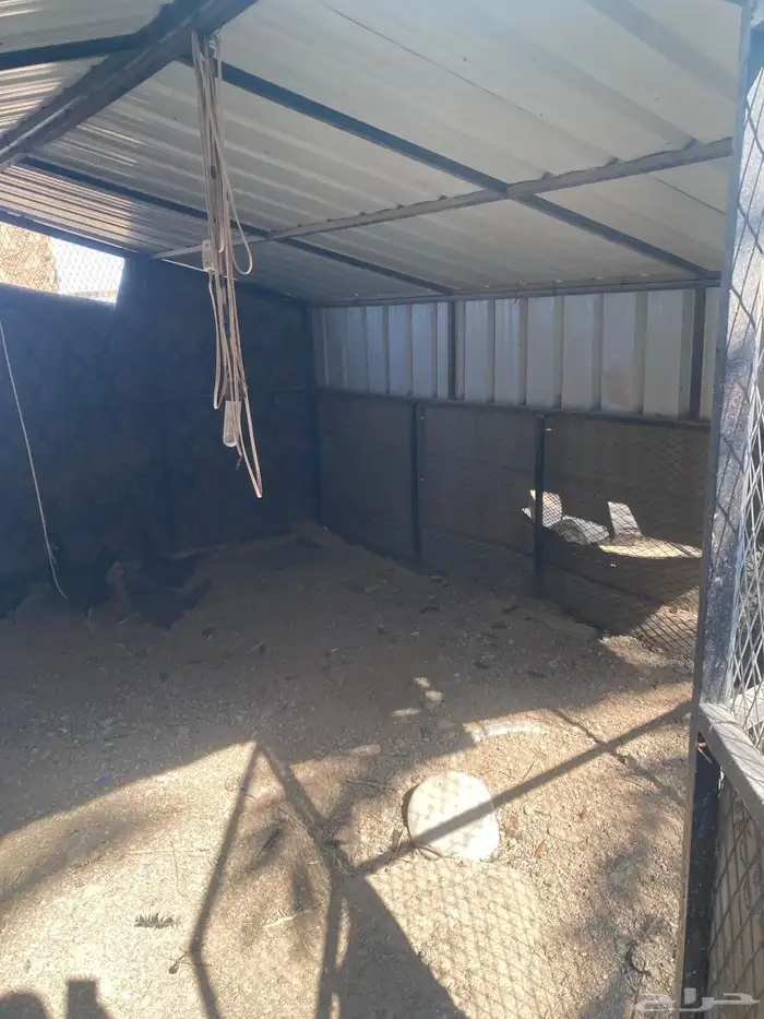 شبكين للدجاج للبيع 5