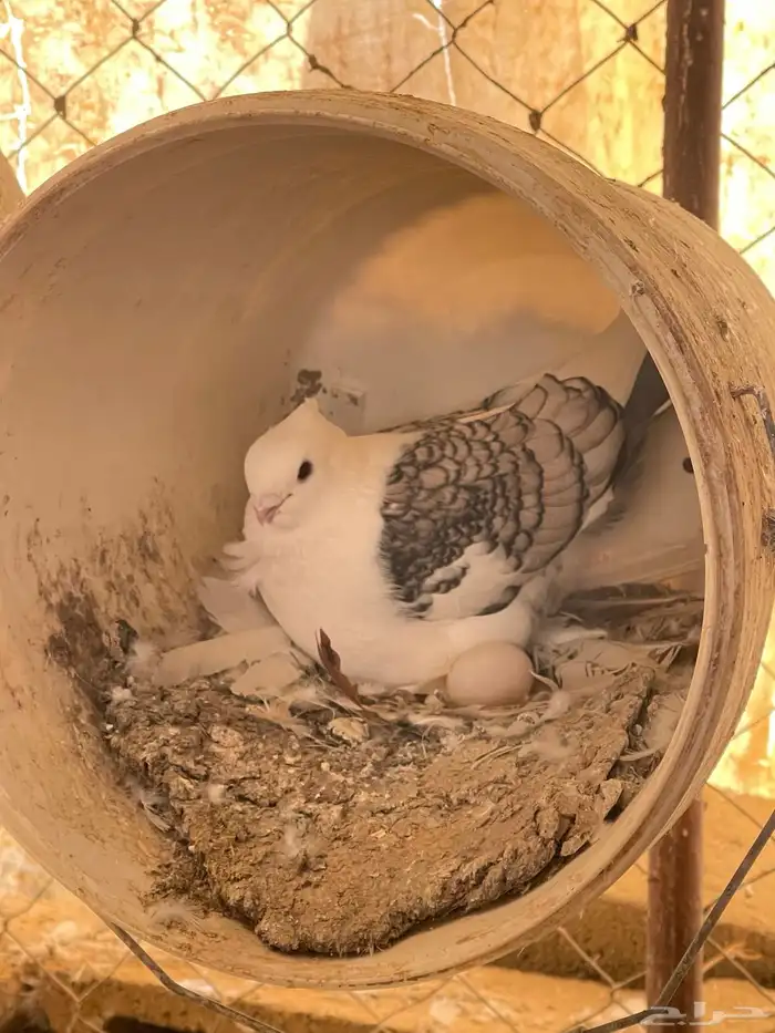 حمام حب رمان 5