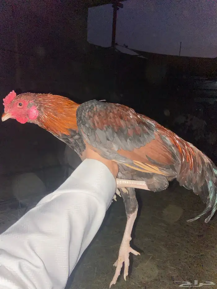 ديك ودجاجة باكستاني سندي أصيل العمر  خمس شهور ونص للبيع 7