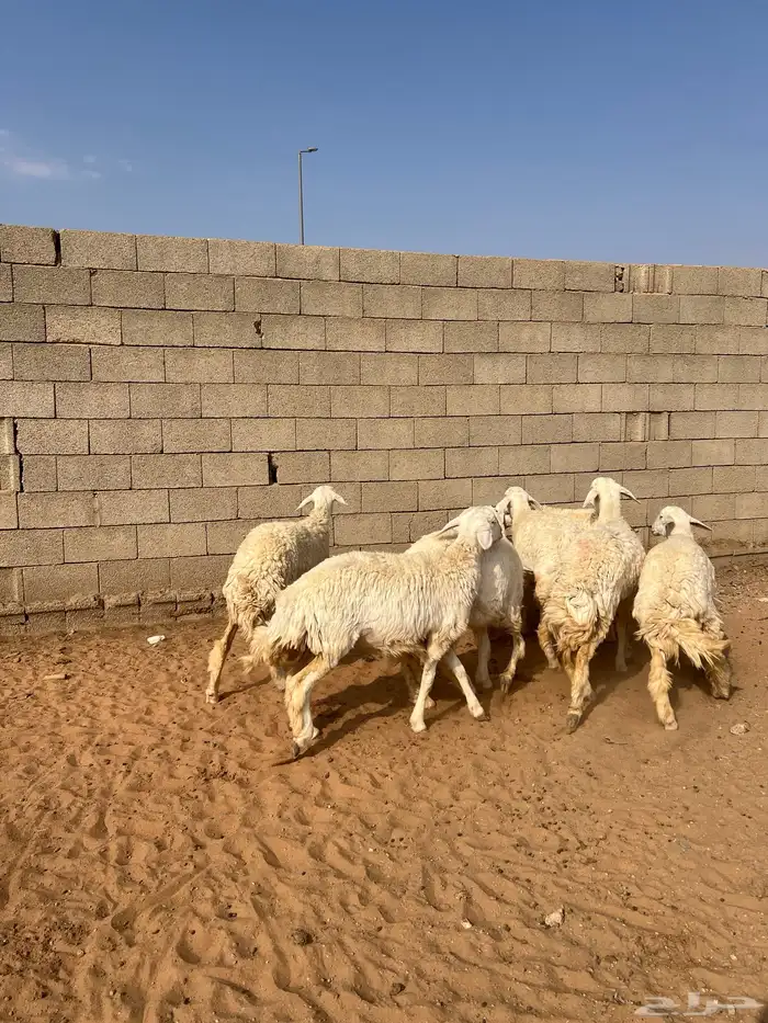 رخال حريات 8 شهور 4