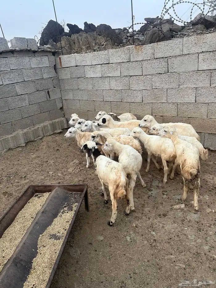 رخال رفيديه العدد 15 راس 2