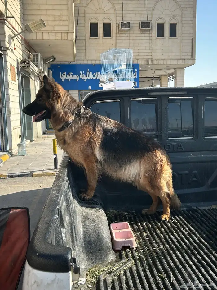 جيرمن شولاين حراسه 0