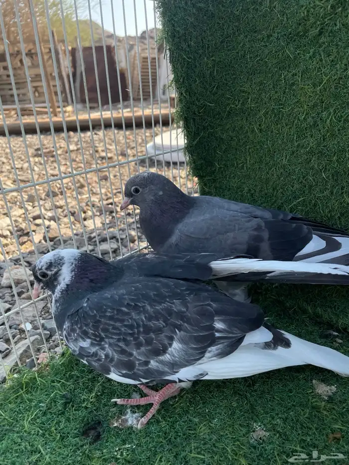 حمام قطيفي طبات هجرسي و نمشي و ازرق مذيلات 1