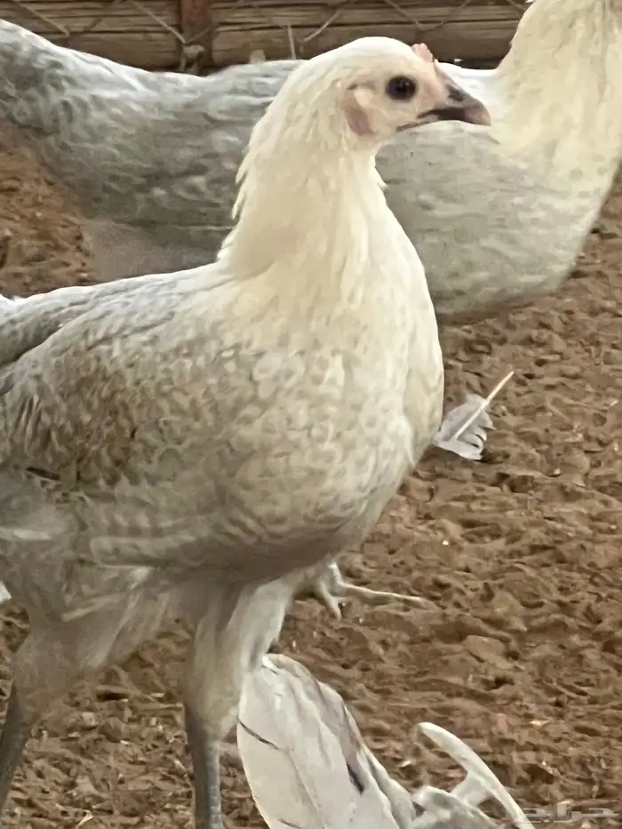 دجاج فيومي المنيوم العمر من خمس اشهر الى سته للمربين فقط 6