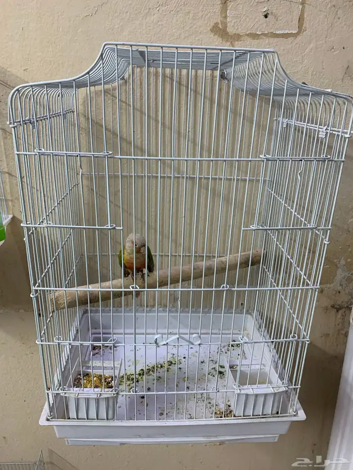 كنيور اناناس اليف ( تم البيع ) 1