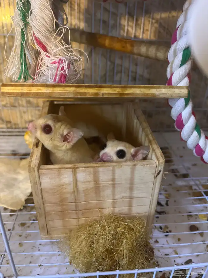 زوجين ودكر سعر الحبه 500 والجمله الحبه 400 3