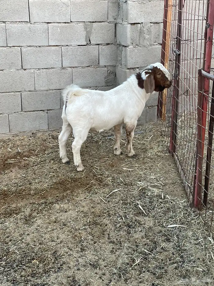 تيس بورقوت بيور اصل 1