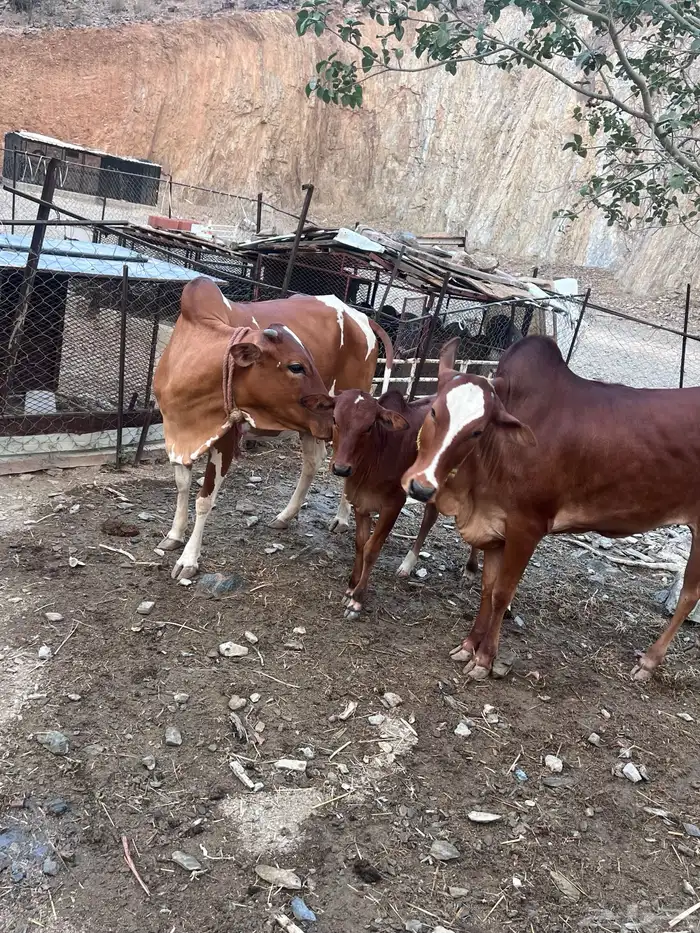 بقر دفيع للبيع 0