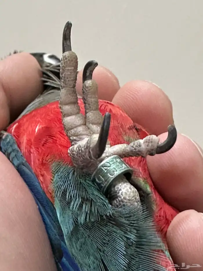 كنيور كريمسون اليف ومتكلم 7