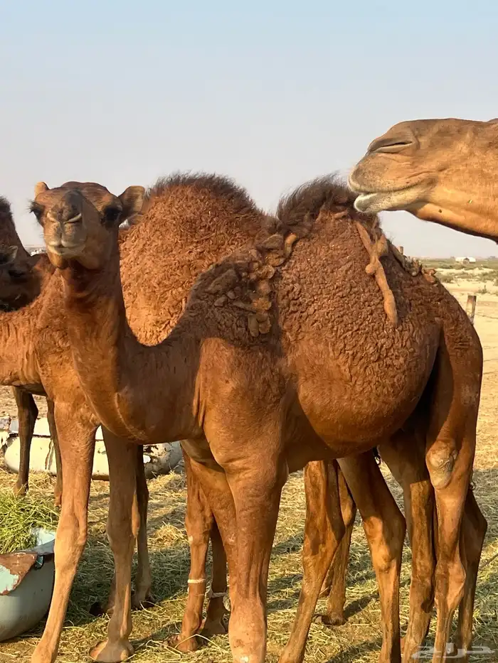 قعدان للبيع 5