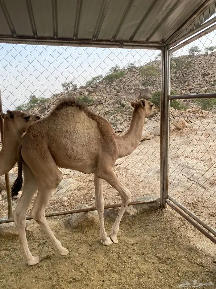 قعود وبكره للبيع 5