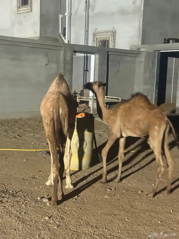 بكره 9 شهور وبعير 7 شهور للبيع 4