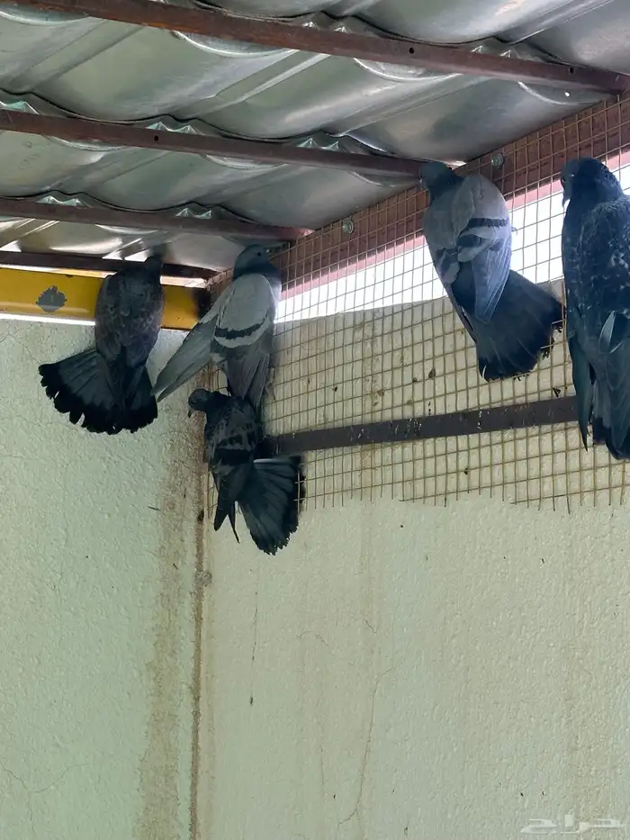 حمام ولع للصقور 1