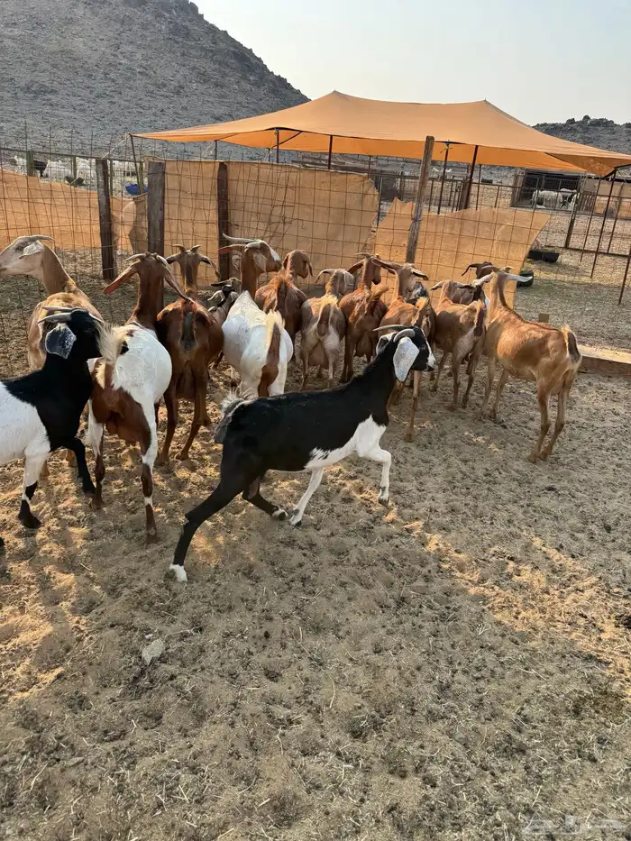 ماعز محايلي صنف 0