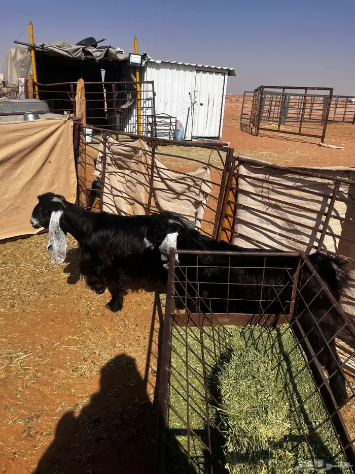 للبيع ثلاث جفرات شكر على حد الغلاق 4