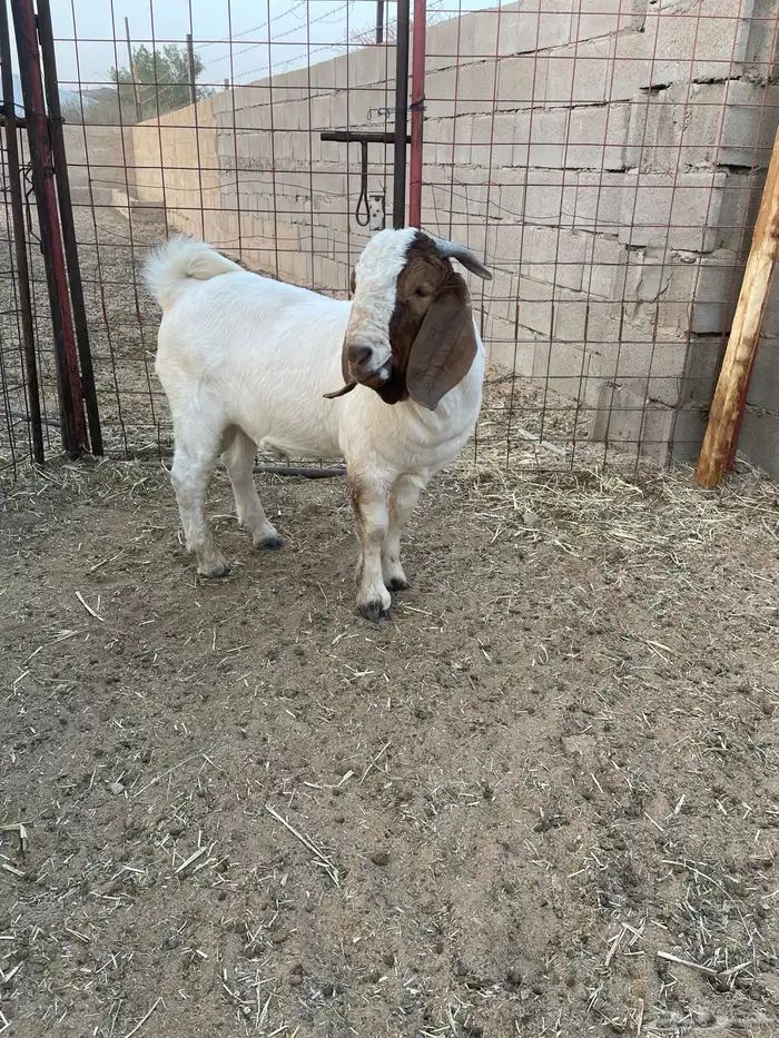 تيس بورقوت بيور اصل 4