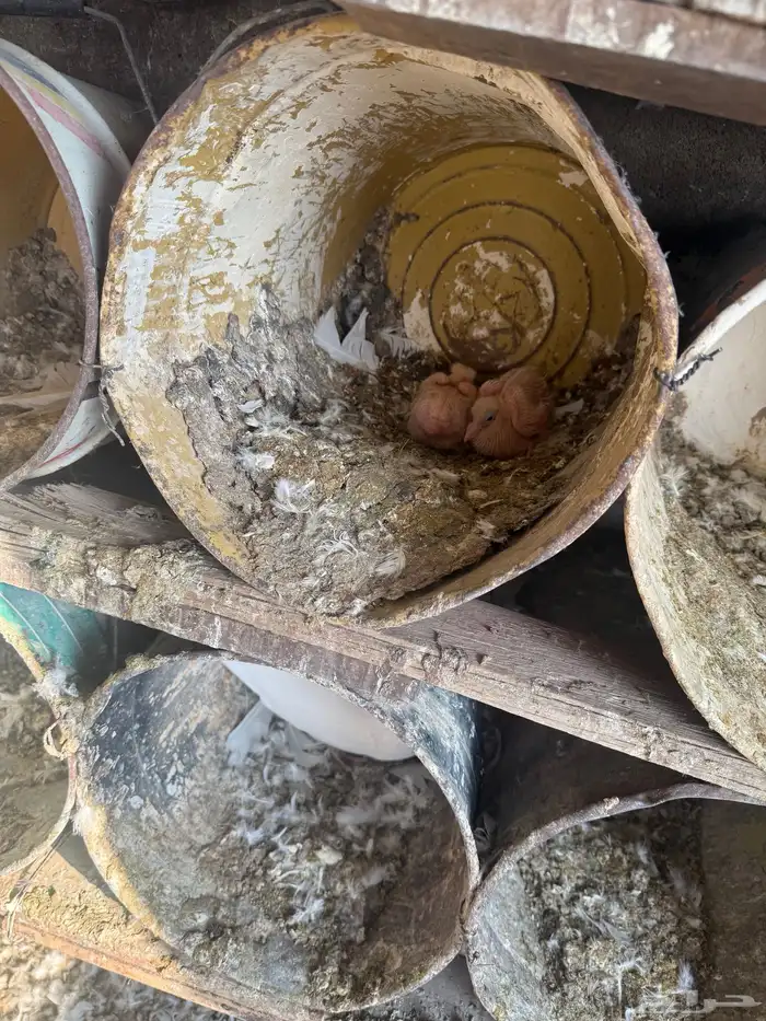 حمام فرنسي ودجاج بلد وبط 8